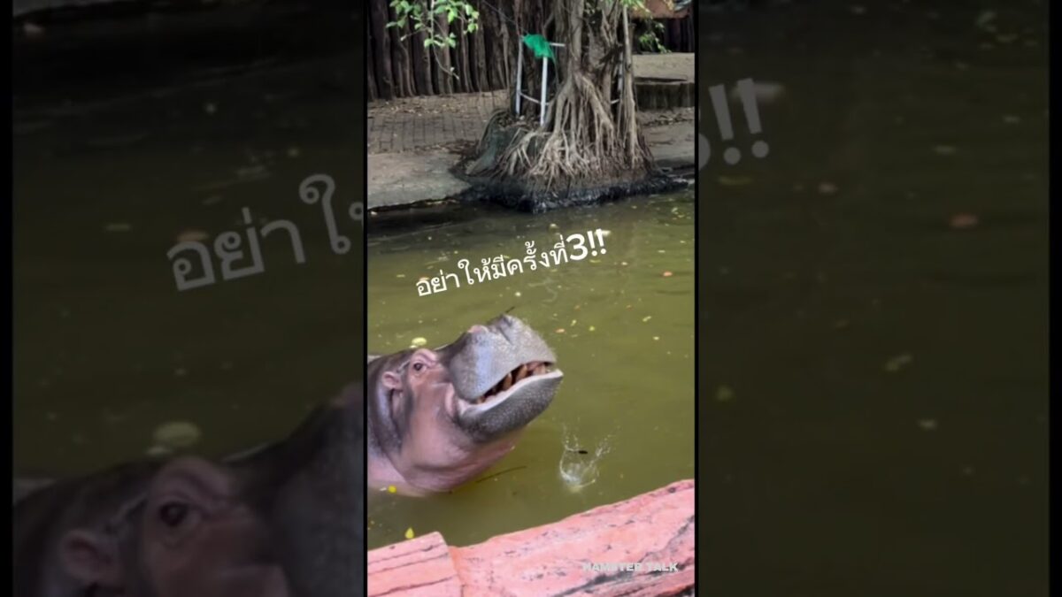 I wonder what’s in this hippopotamus” mind 😂😂