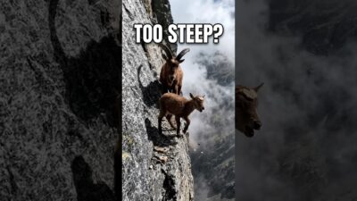 Markhor Goat Leading Baby Kid on Cliff… Pure ASMR 🐐🏔️#wildlife #nature #OddlySatisfying #NatureASMR