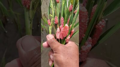 Nature ASMR: Snail Eggs (#23) #NatureASMR #SnailEggs #Shorts