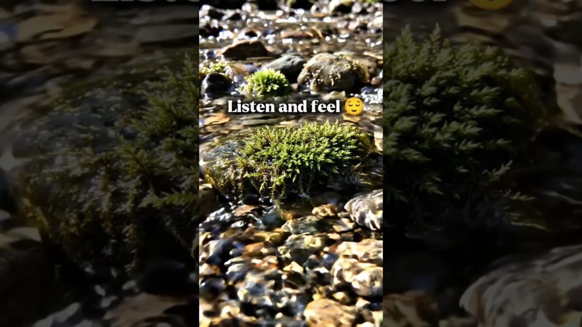 No music, just the sounds of nature #ASMR #RiverSounds #MountainRiver #NatureSounds #WaterSounds