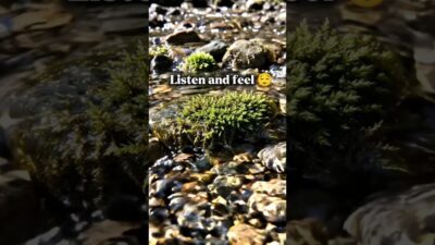 No music, just the sounds of nature #ASMR #RiverSounds #MountainRiver #NatureSounds #WaterSounds
