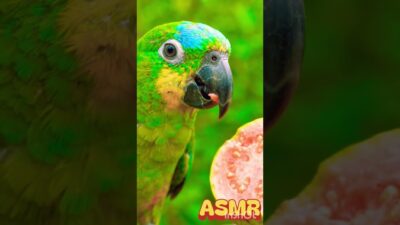 🦜 Parrot Eating ASMR 🥭 | Satisfying Bird Feeding Sounds | Nature ASMR #Shorts #ParrotASMR #BirdASMR