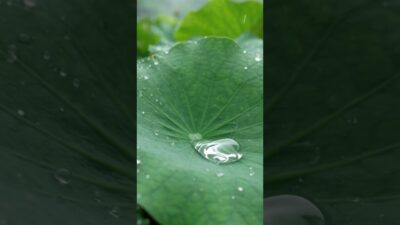 Raindrops Dancing on a Giant Lotus Leaf | Pure Nature ASMR