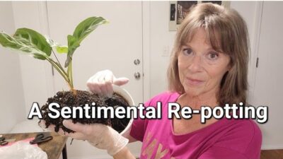 Re-potting a Prayer Plant | What’s in The Pot ?
