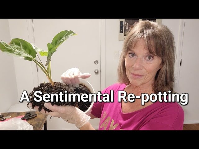 Re-potting a Prayer Plant | What’s in The Pot ?