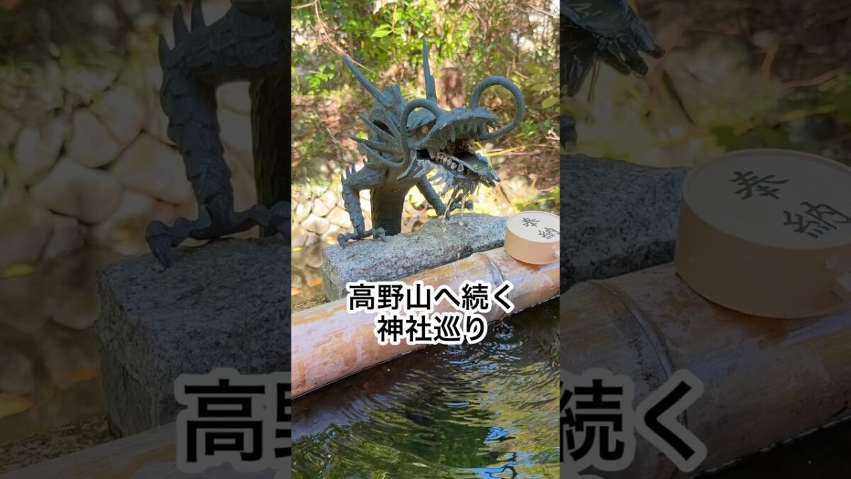 【高野山ツアー①】秋の寺社巡り🌿 錦鯉と水音、金木犀の香りに包まれて #Shorts