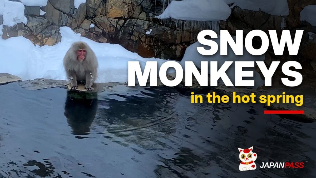 Snow Monkey Park Walk in Deep Snow | Nagano, Japan 4K