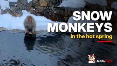 Snow Monkey Park Walk in Deep Snow | Nagano, Japan 4K
