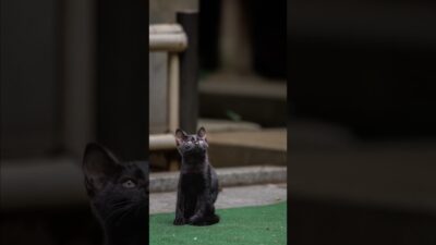 Something Up There? 🐈‍⬛ | Quiet Walk Japan
