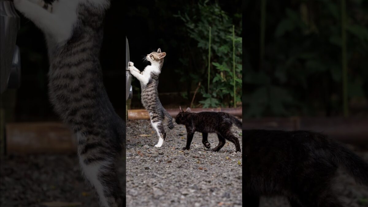 The Final Inspection 🐈 | Quiet Walk Japan