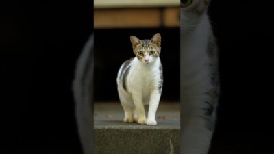The One with a Home | Quiet Walk Japan