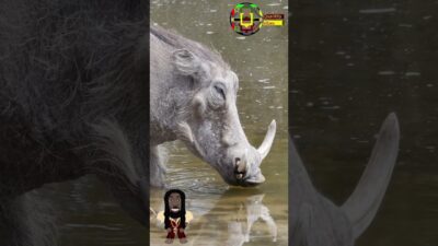 There is Enough Water For us All #Warthog, #natureasmr, #asmr