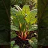 Vibrant Rainbow Chard Growing Time Lapse (Seed to Harvest) #shorts #nature #timelapse