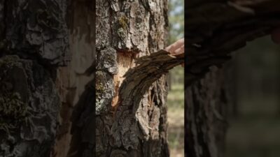 What Happens When Tree Bark Peels? (ASMR Macro)