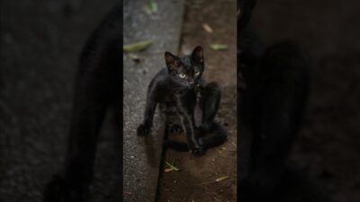 You Can’t See Me, Right? | Quiet Walk Japan