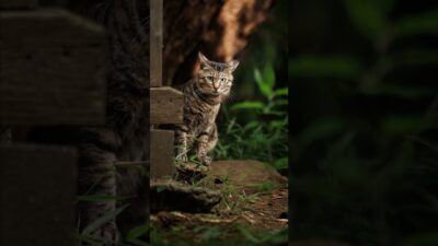 You Found My Secret Hideaway? | Quiet Walk Japan