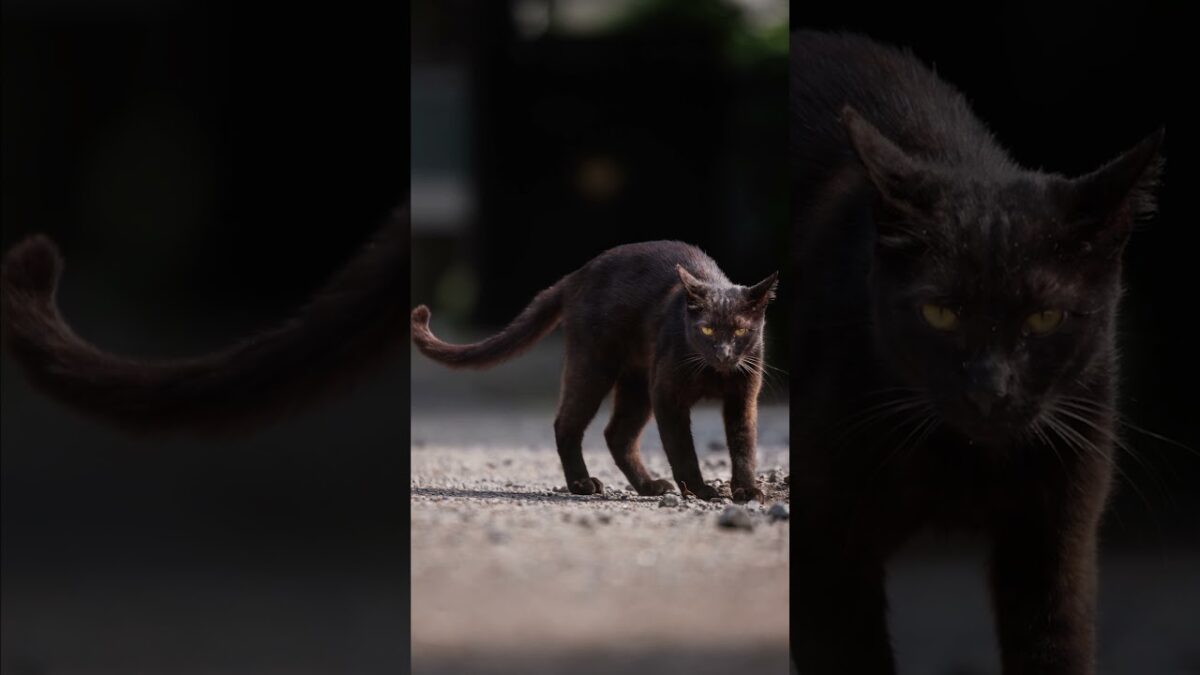 You Saw That? 🐈‍⬛ | Quiet Walk Japan