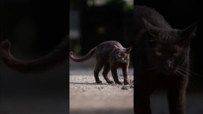 You Saw That? 🐈‍⬛ | Quiet Walk Japan
