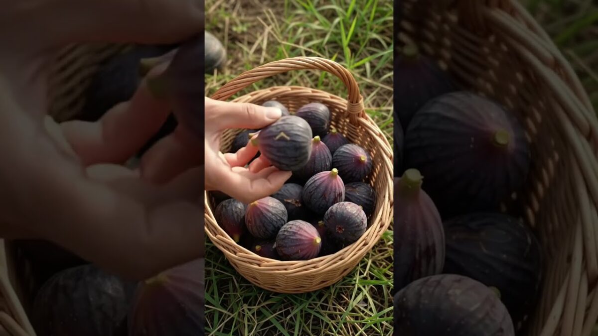 YouTube Shorts Descripti 🌿✨​Hashtags: #satisfying #fruit #nature #asmr #farming #shorts #agriculture