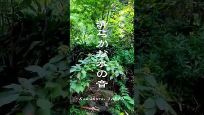 心を洗う朝の参拝　|【瑞泉寺】鎌倉　#kamakura #japantravel