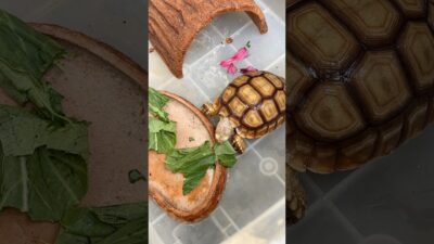 rutinitas pagi ngasih makan sulcata #shorts #youtubeshorts #sulcata #kurakura #makan