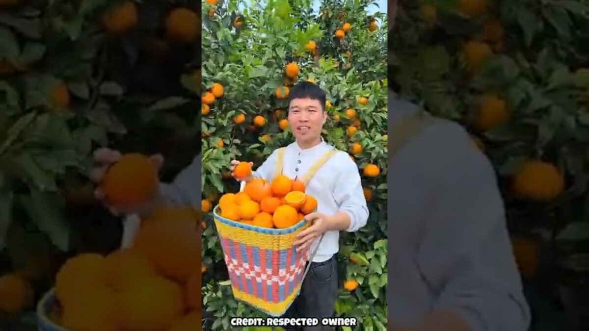 wonderful fruits that bring relaxation #satisfying #fruit #nature #asmr #vegetable #farming #1m